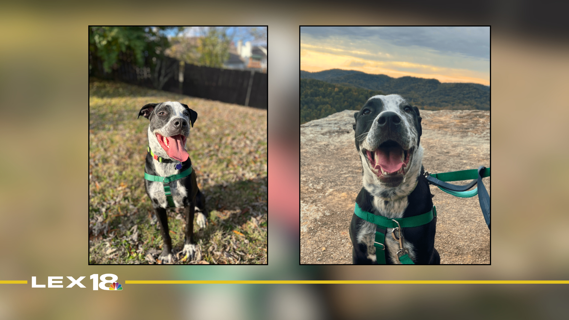 Featured Image Custom Edit (3).png