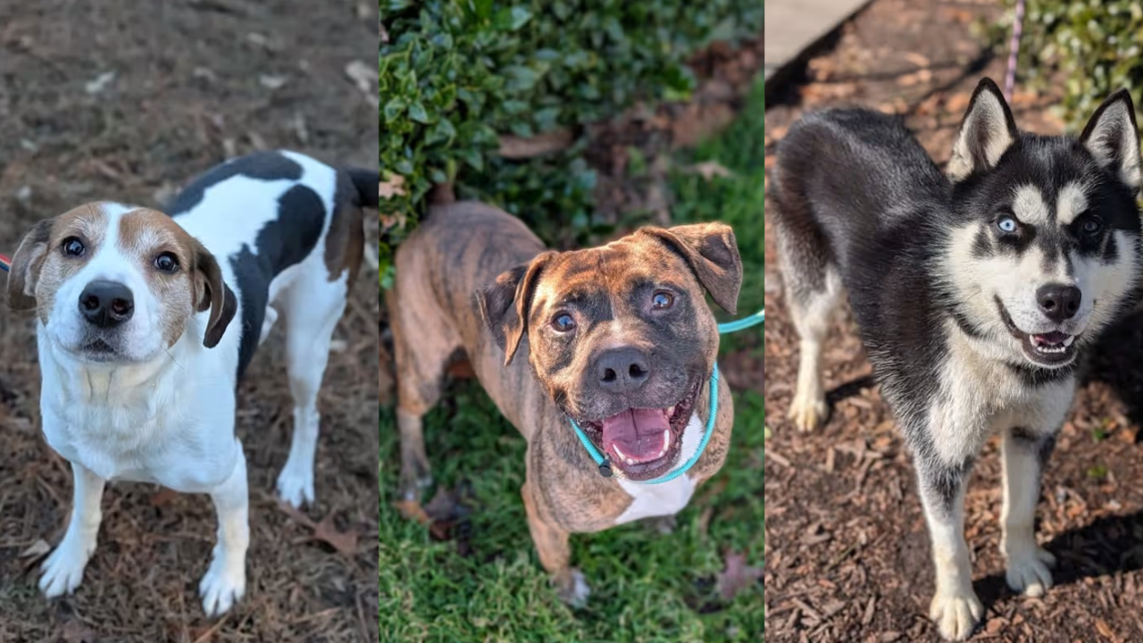 Looking for love this Valentine's Day? Chesterfield County Animal Shelter reduces adoption fees