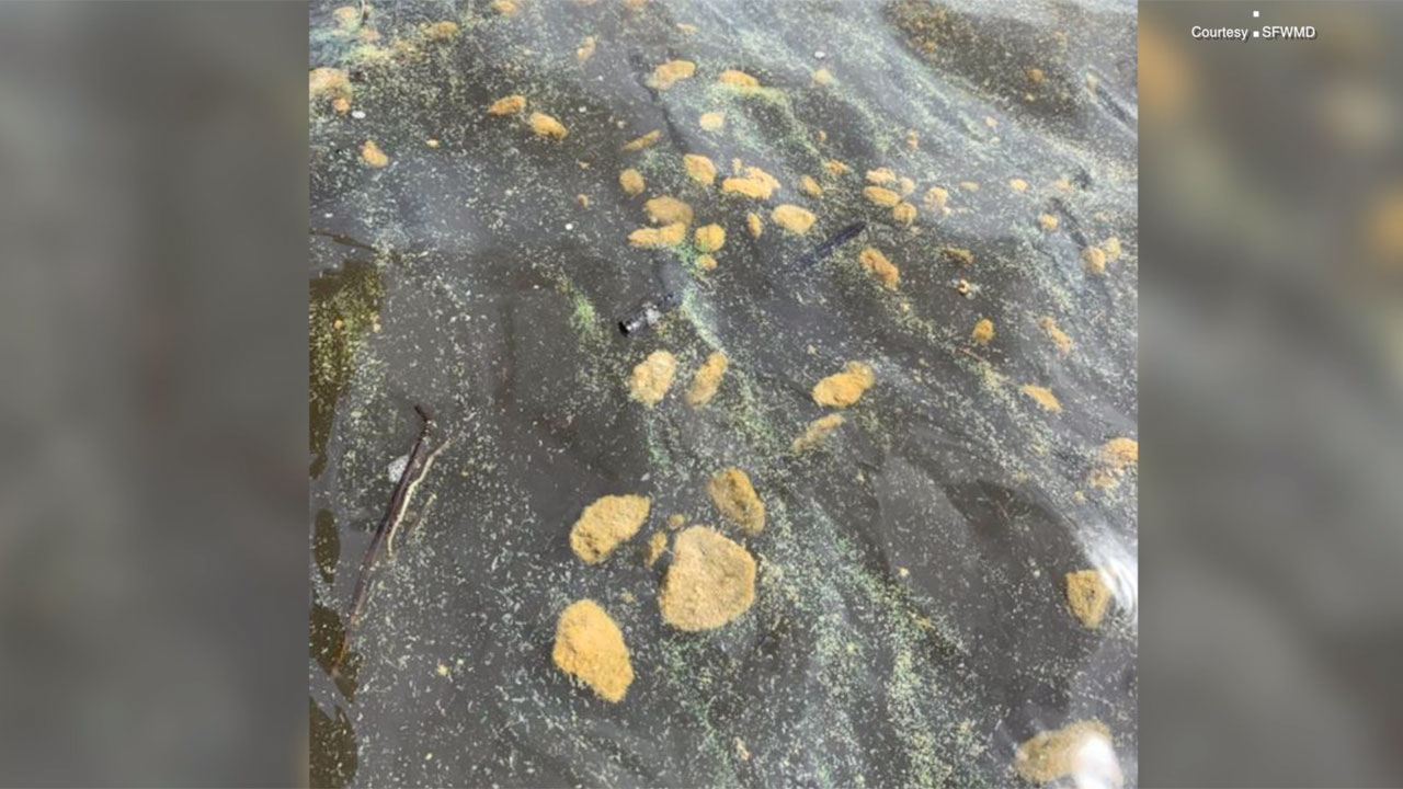 Alage clumps at Pahokee Marina