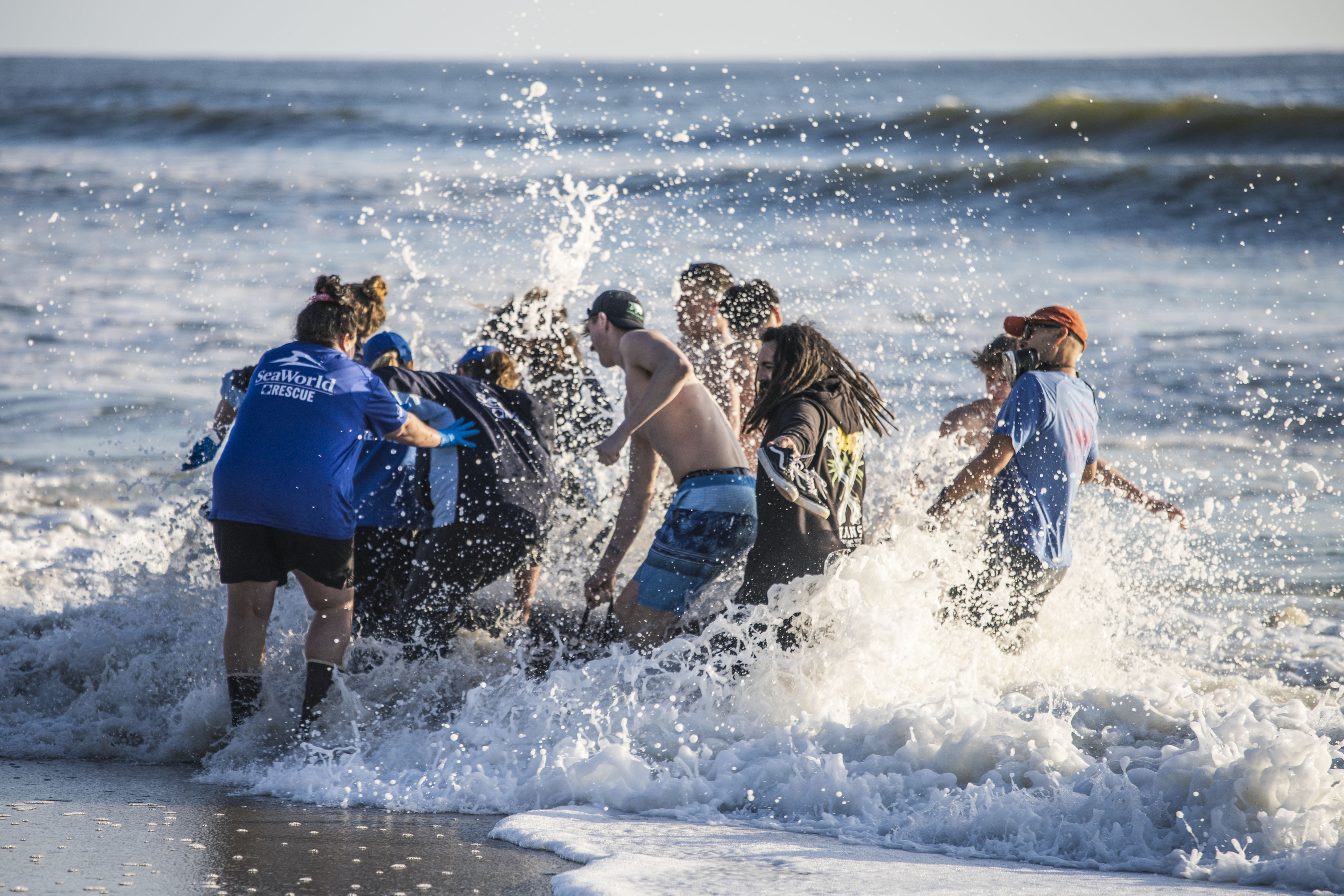California Whale Death