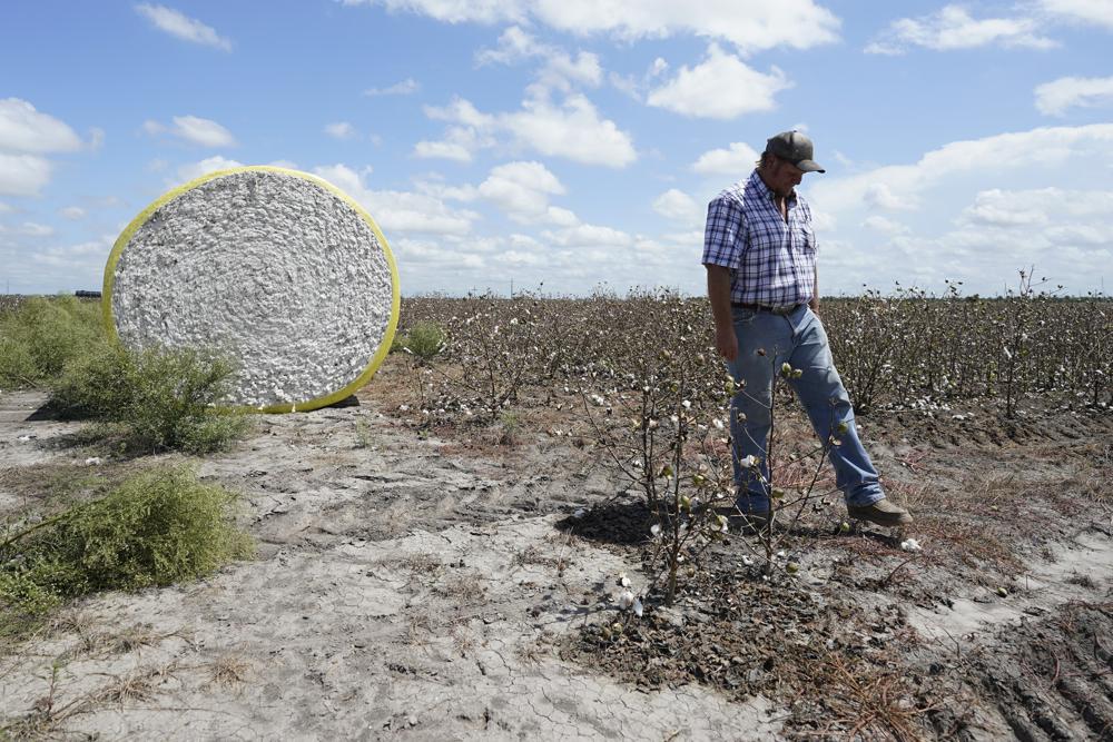 Cotton Farm (AP News).jpeg