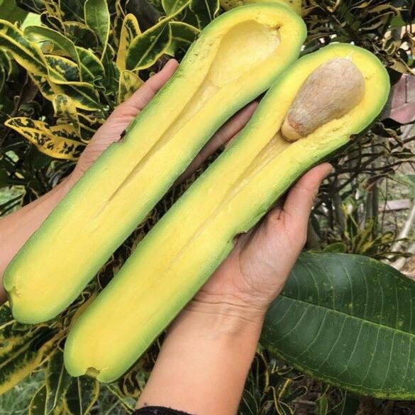 miami fruits long neck avocado_1.jpg