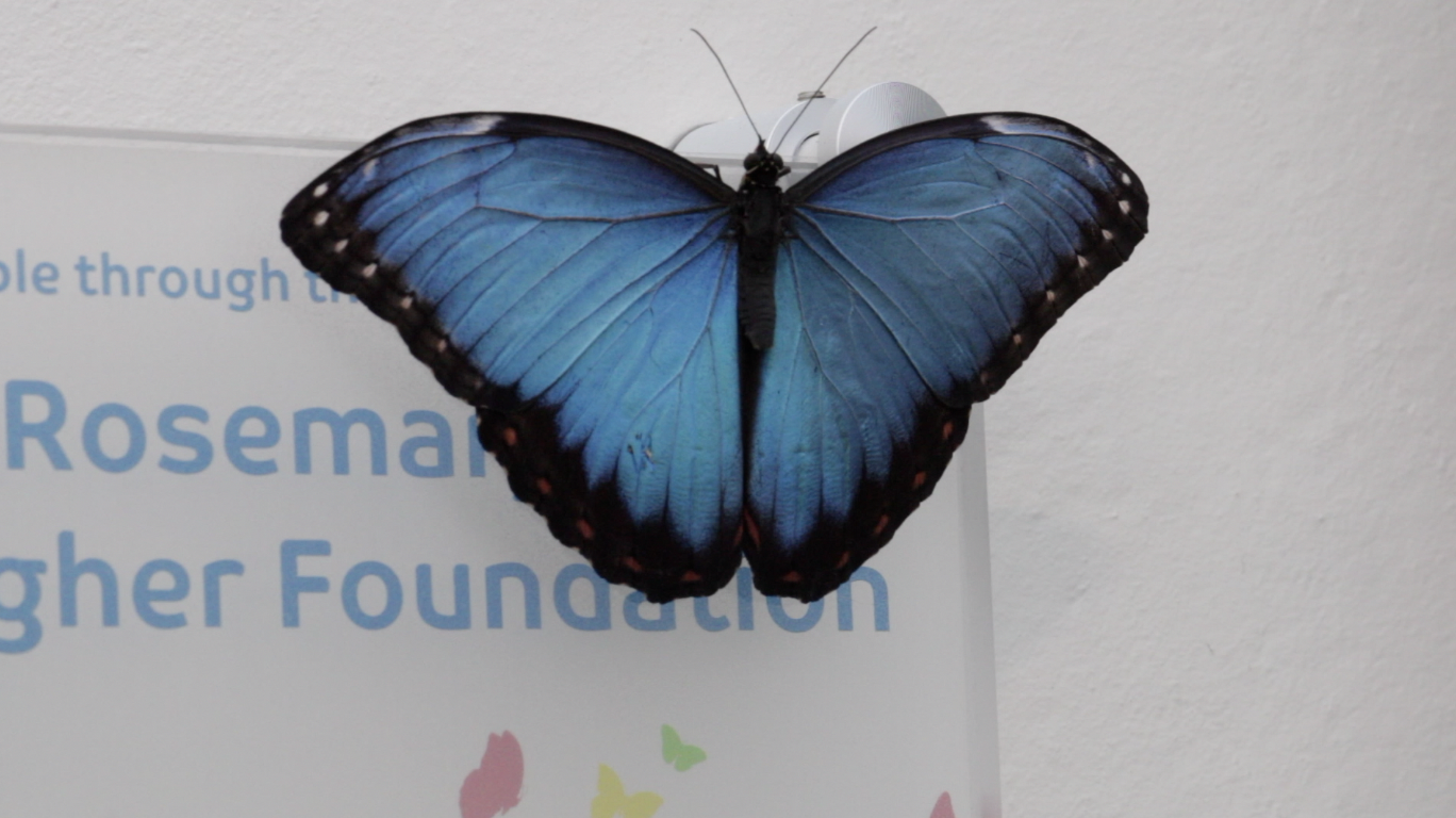 butterfly house 2