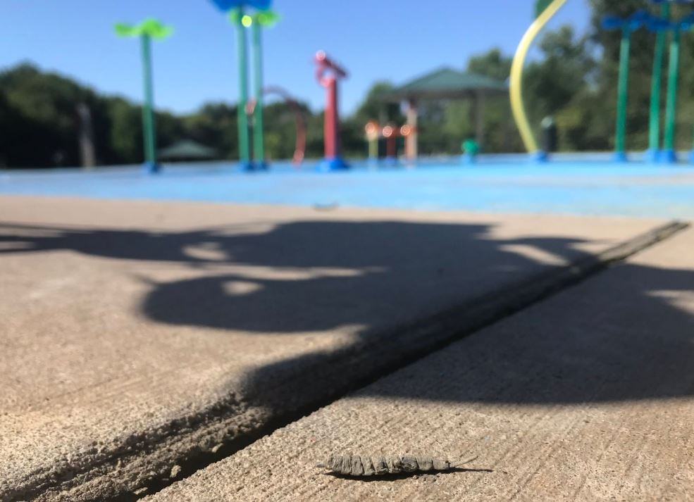 soldier fly larva at splash pad