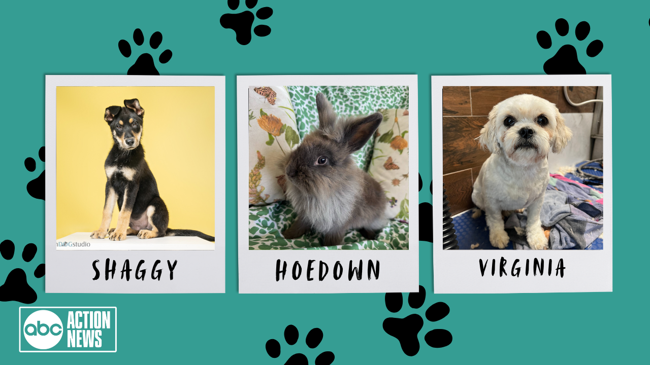 Shaggy, Hoedown and Virginia