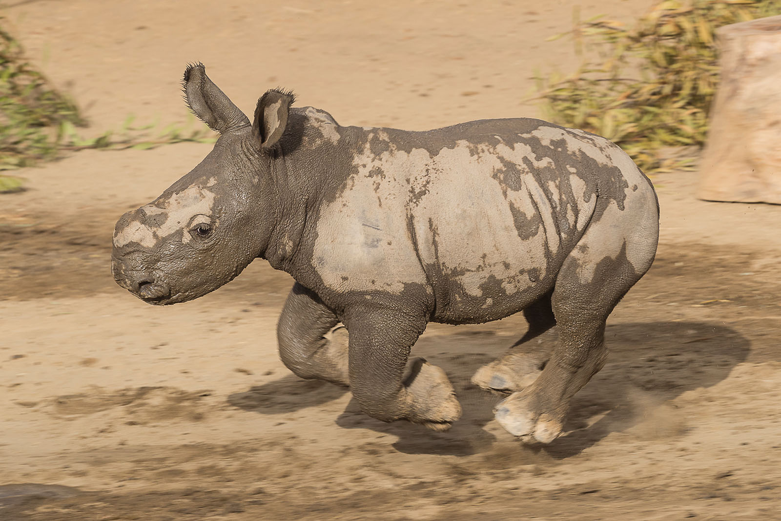Southern White Rhino Calf Enjoys Mud Wallow with Mom at the San Diego Zoo Safari Park’s Nikita Kahn Rhino Rescue Center