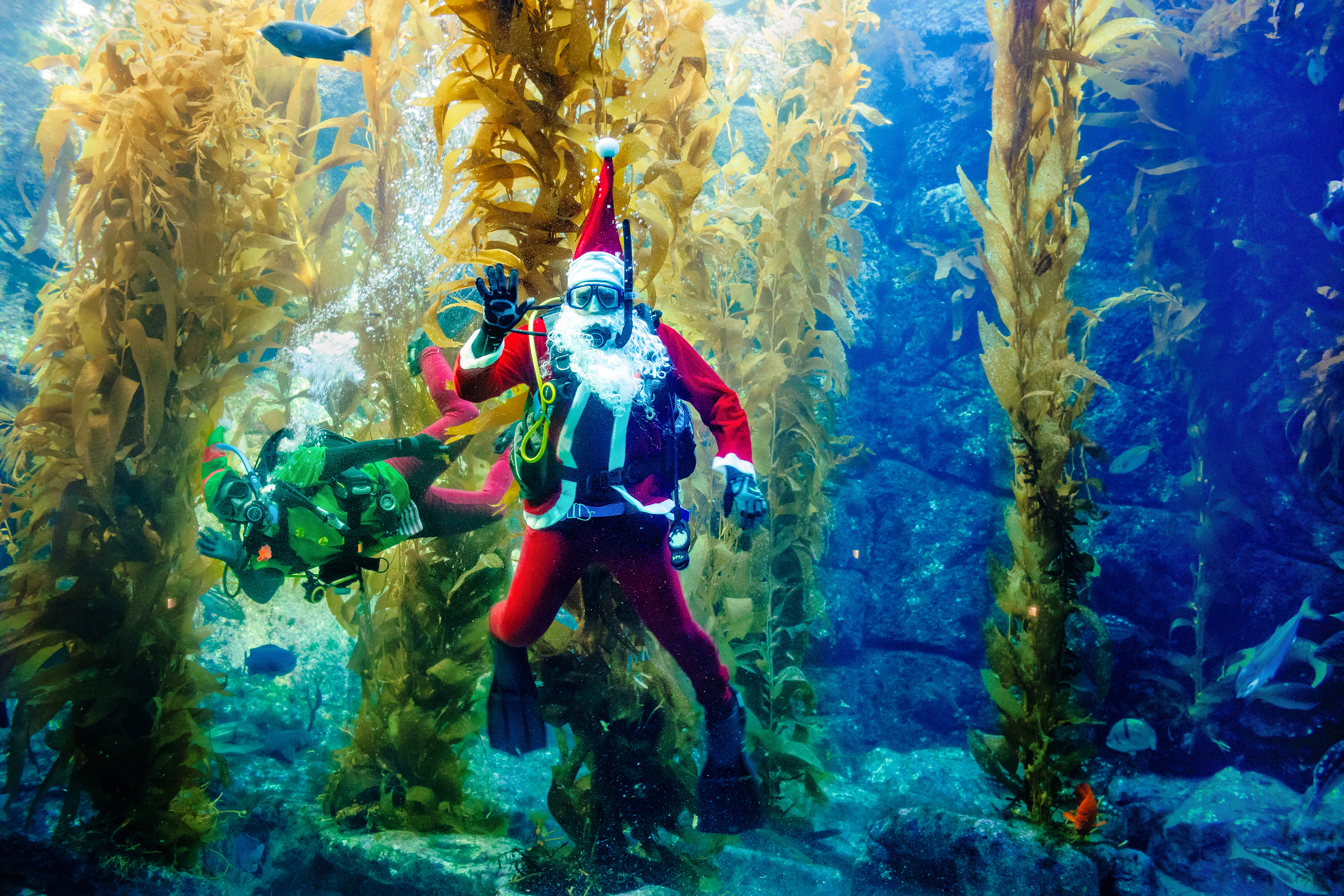 ScubaSanta2019-101.jpg