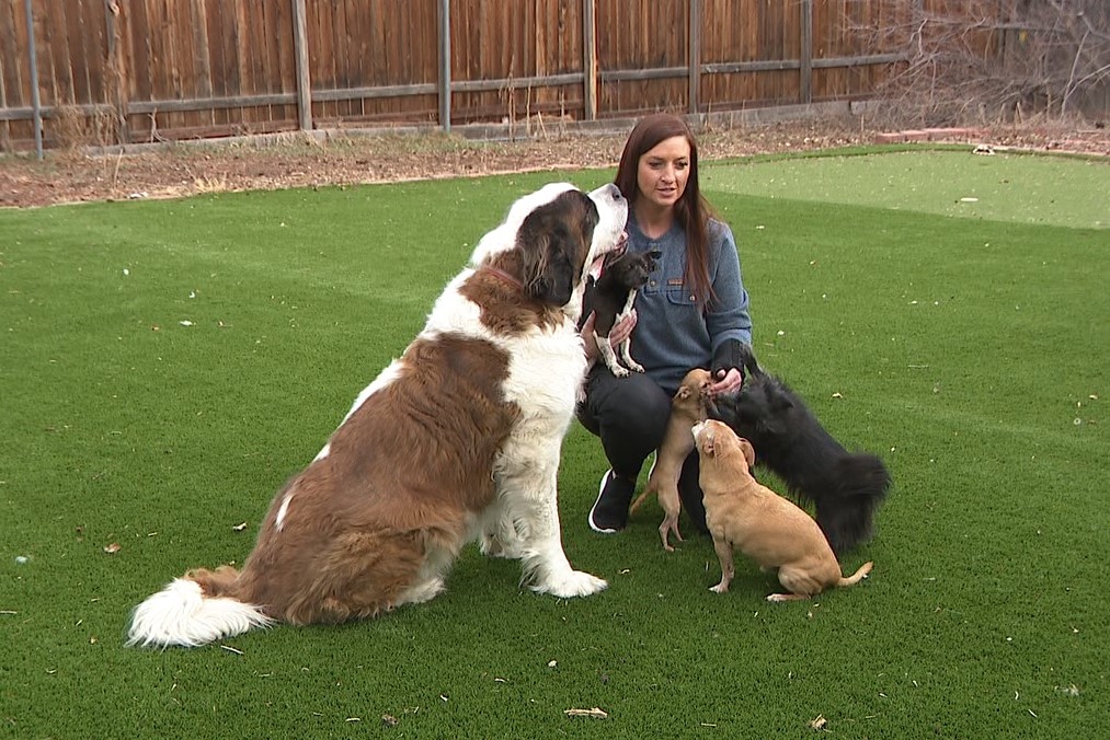 fosterdog.jpg