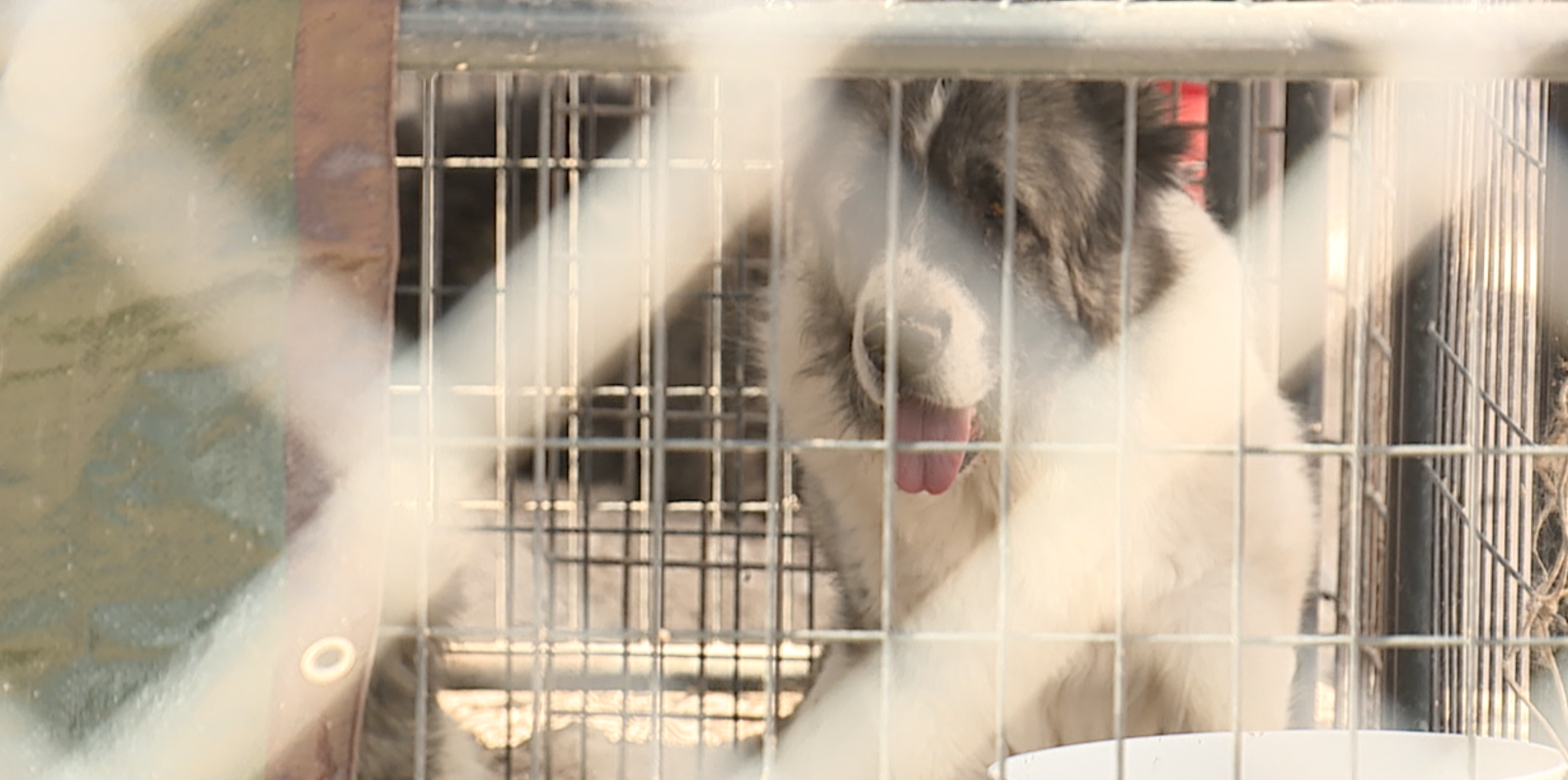 Caucasian Shepherd Dog