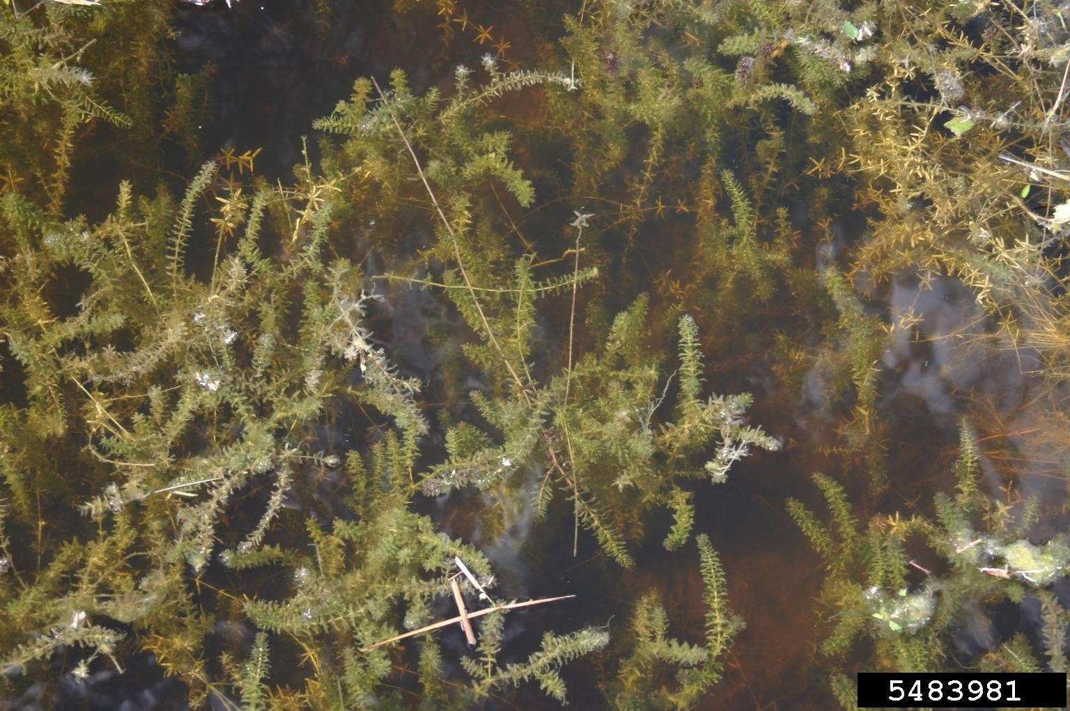 Hydrilla.jpeg