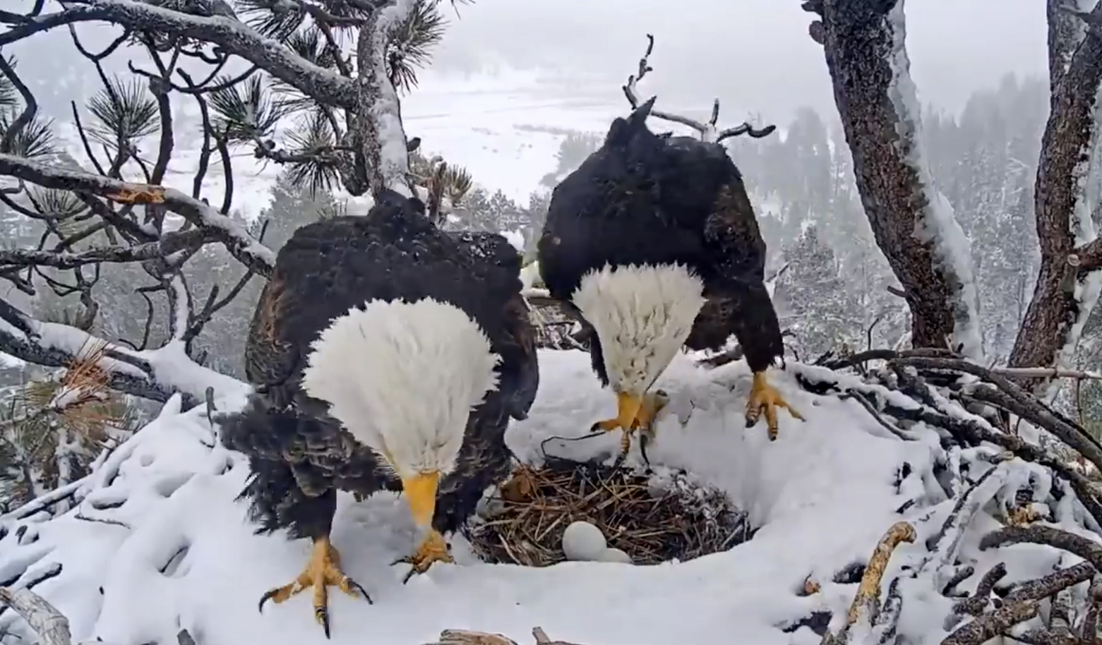 Bald Eagles California