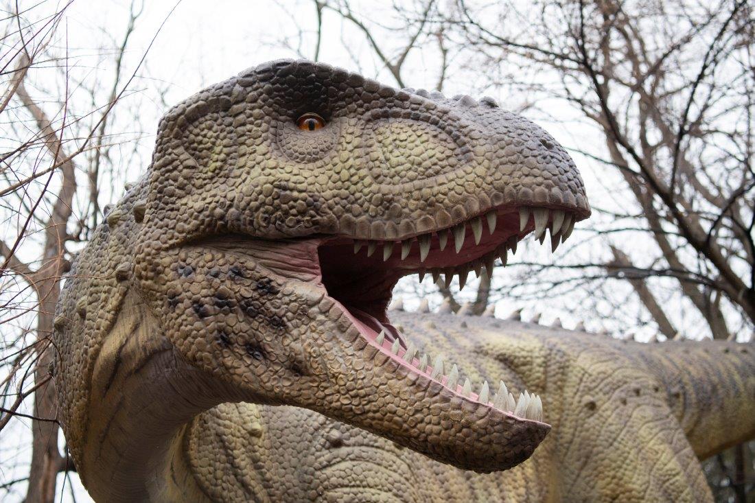 Majungasaurus Dino Don.jpg