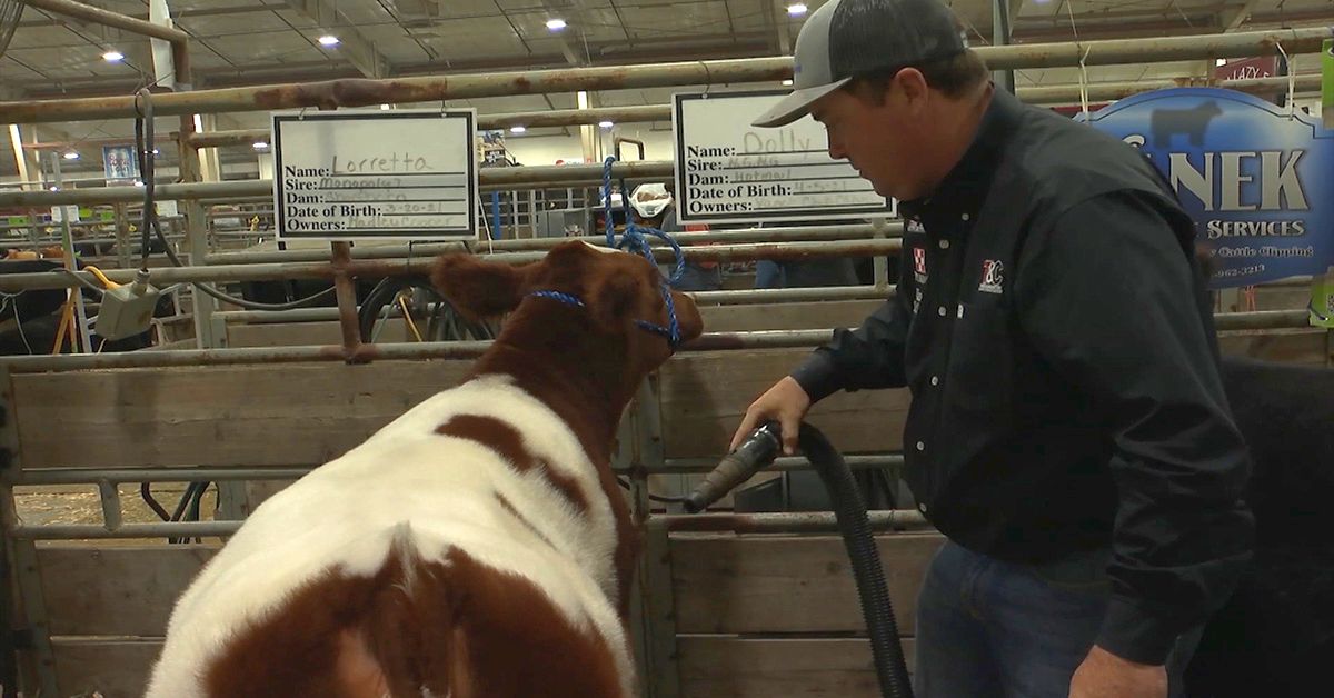 Club Calves at 2021 NILE