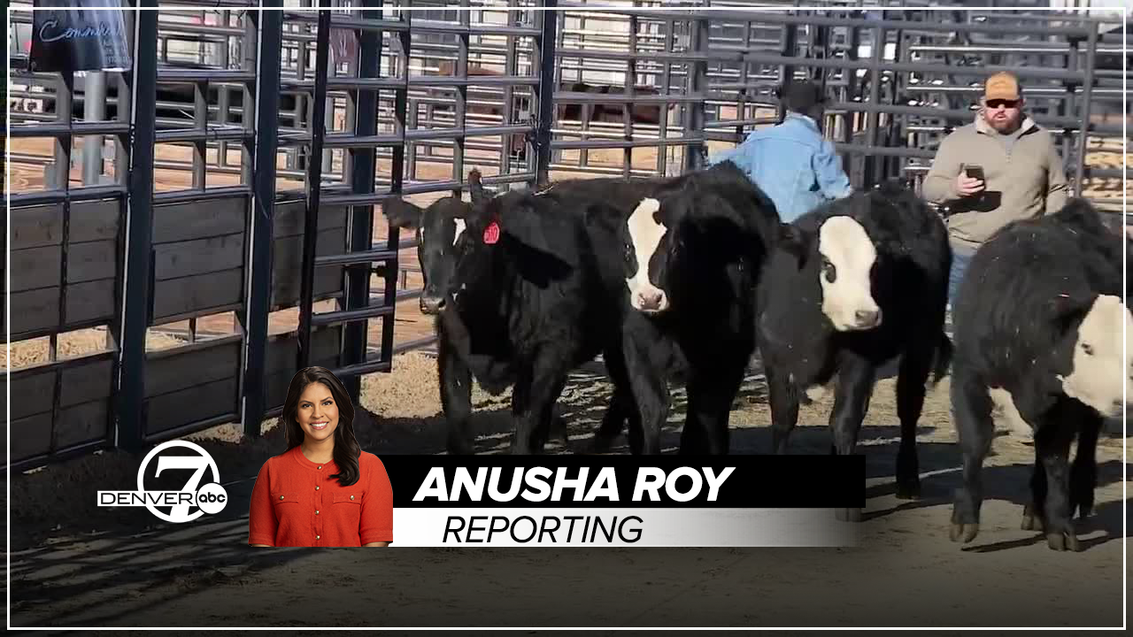 anusha roy stock show fashion show.png