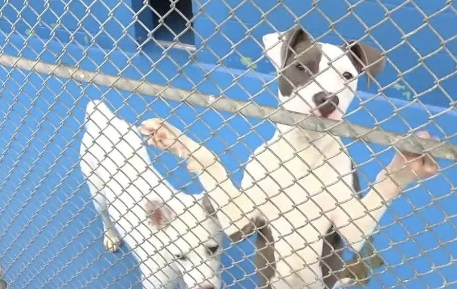 Dogs in shelter
