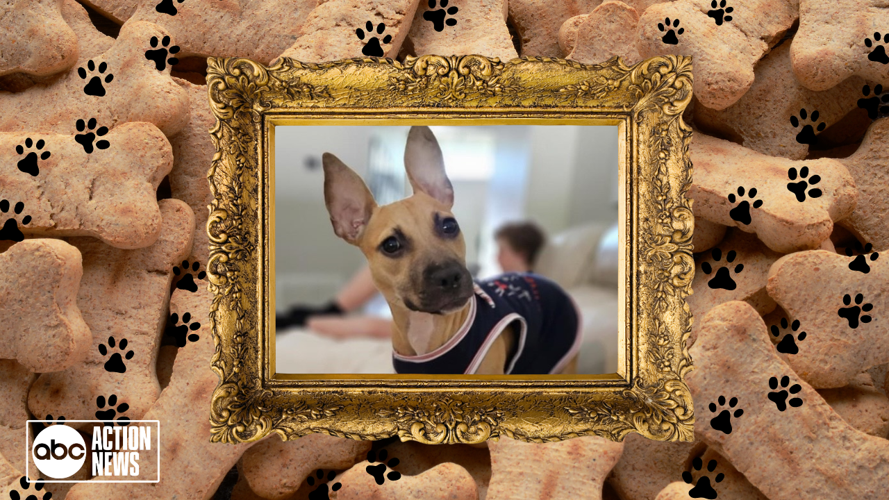 Rescues in Action: Piper