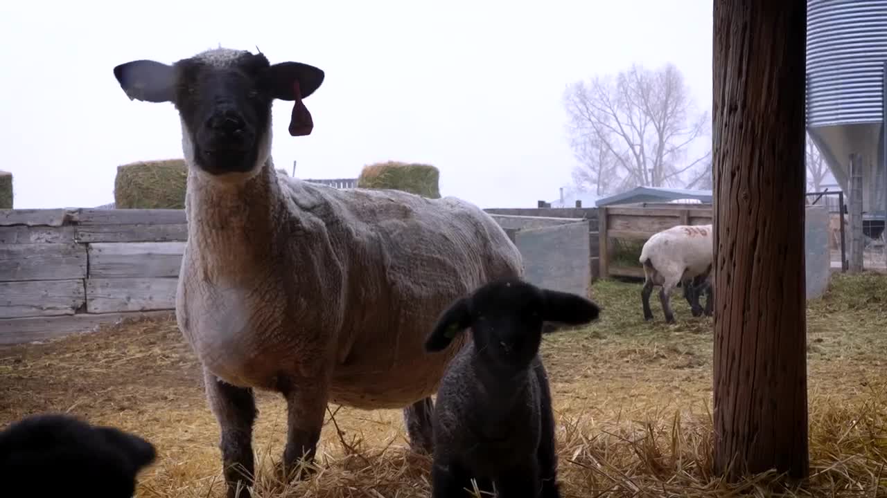 Poster image (1).jpg