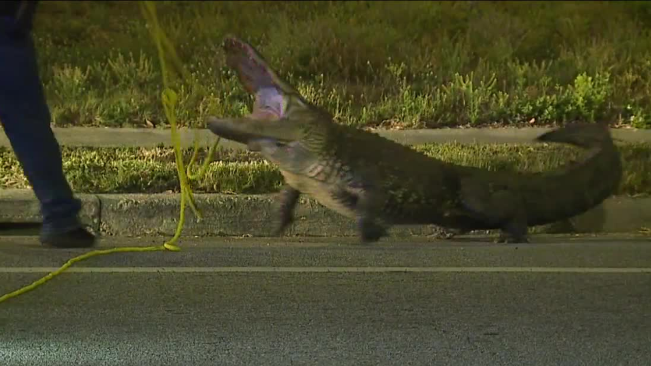Tampa Police gator 3.png