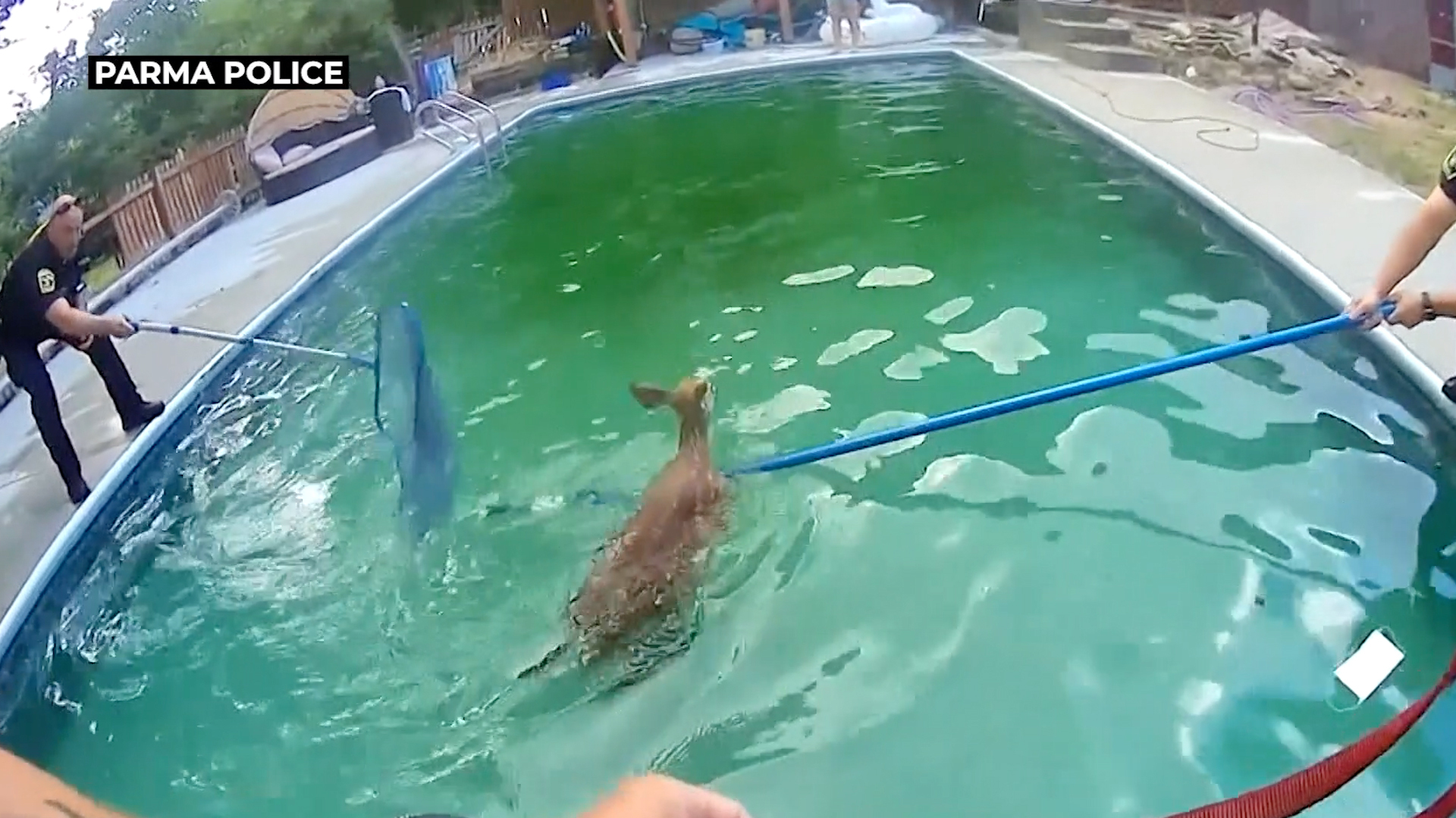 Oh, deer! Video captures officers rescuing two fawns from swimming pool