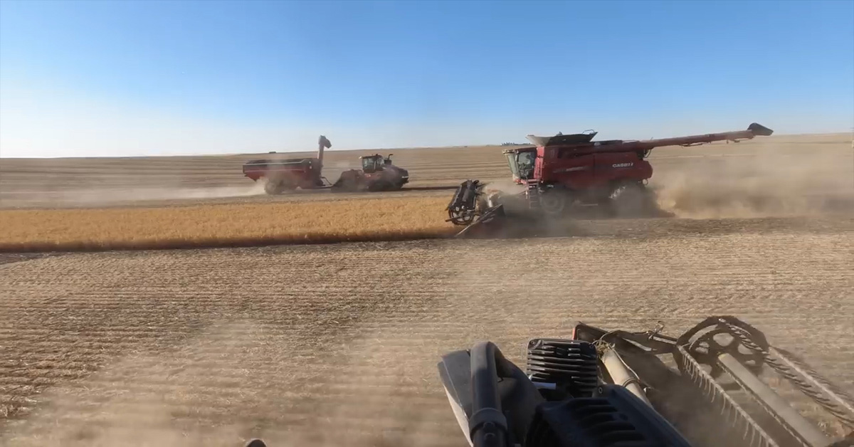 Pea Harvest Glasgow Montana 2020 (1).jpg