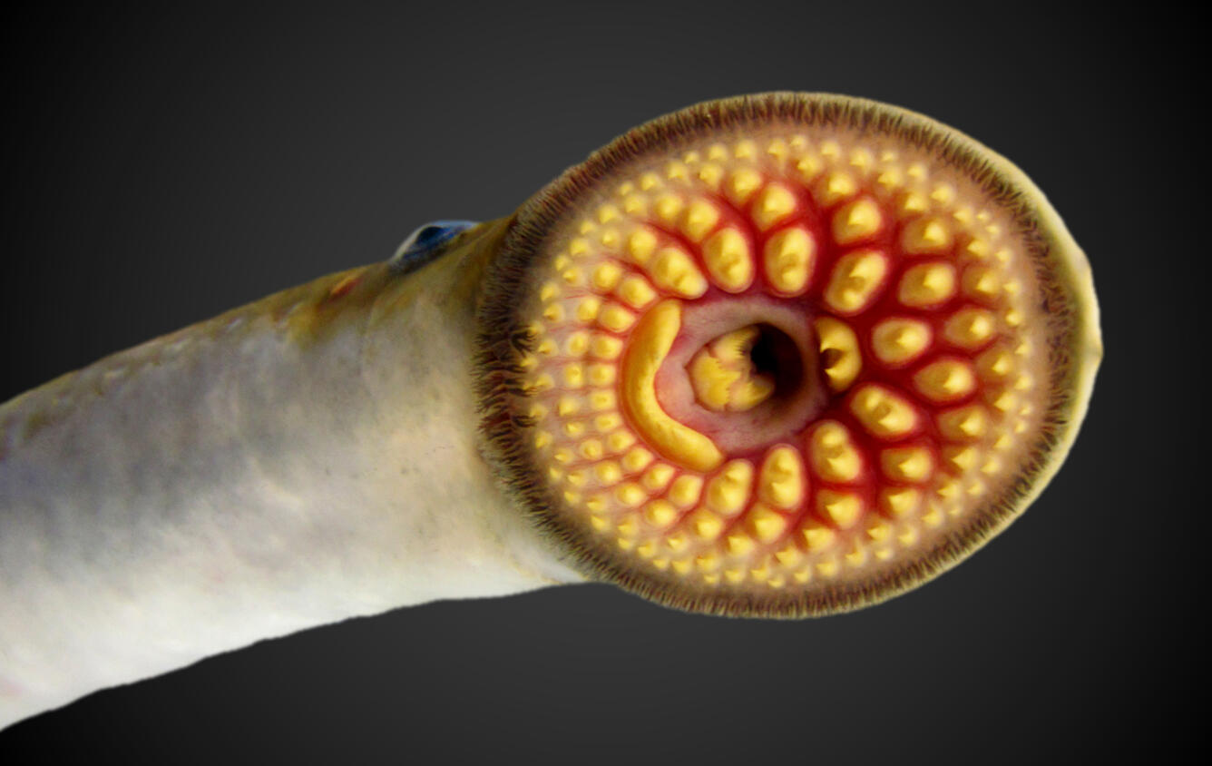 Sea lamprey