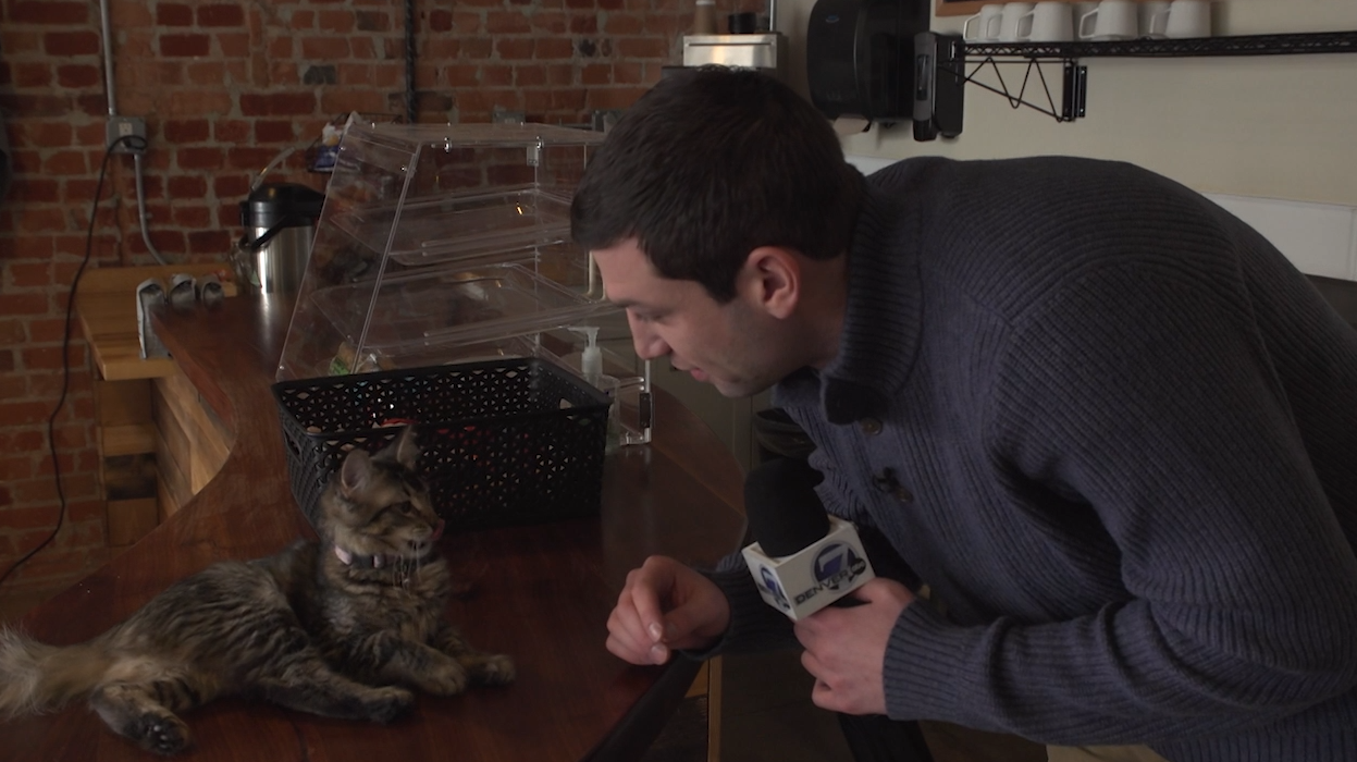 NoCo Cat Cafe