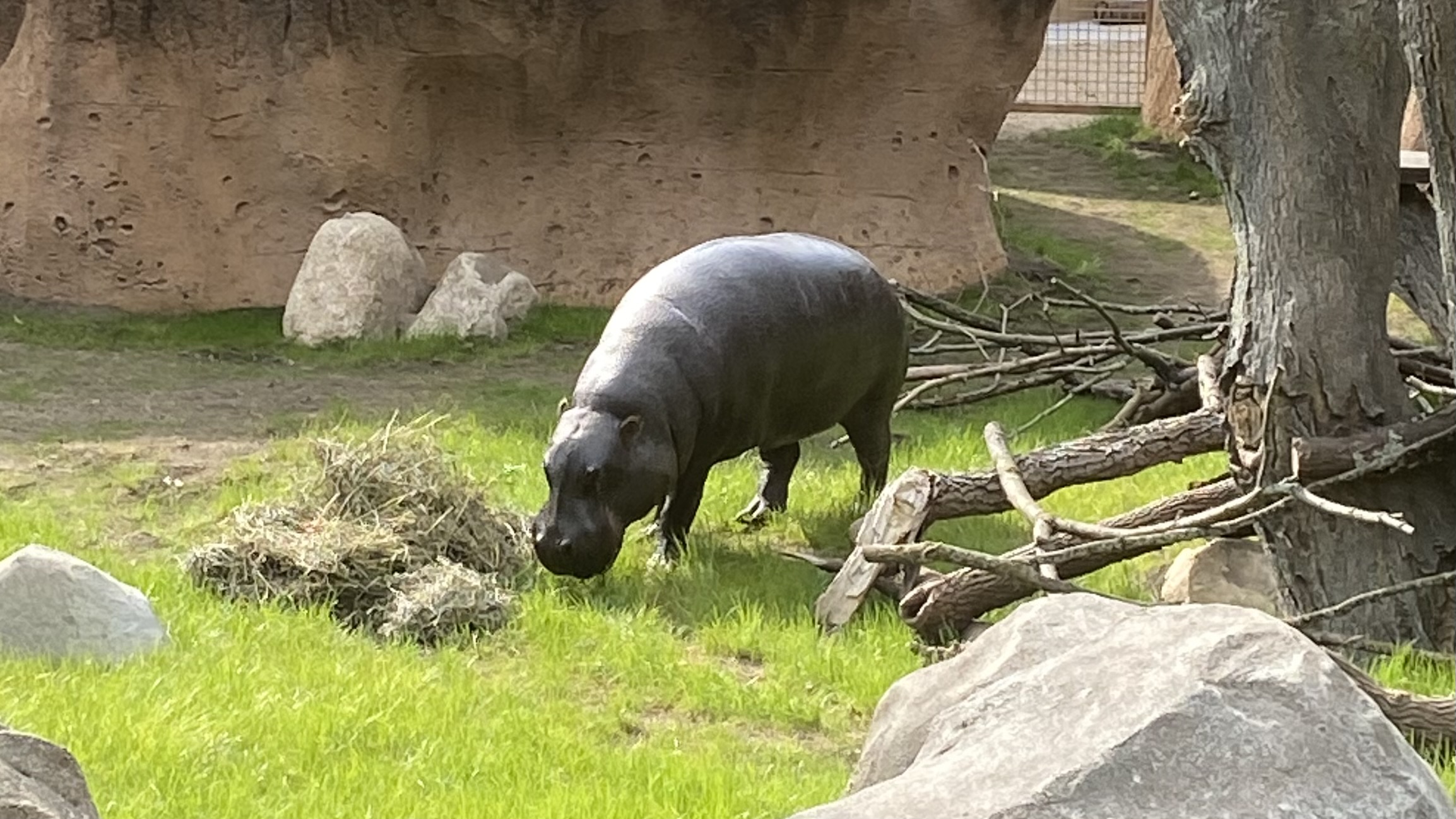 Jahari