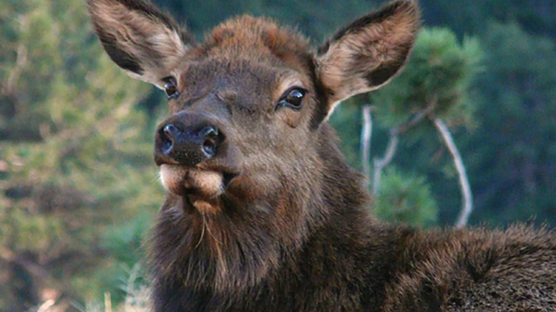 elk_cow_cpw.png