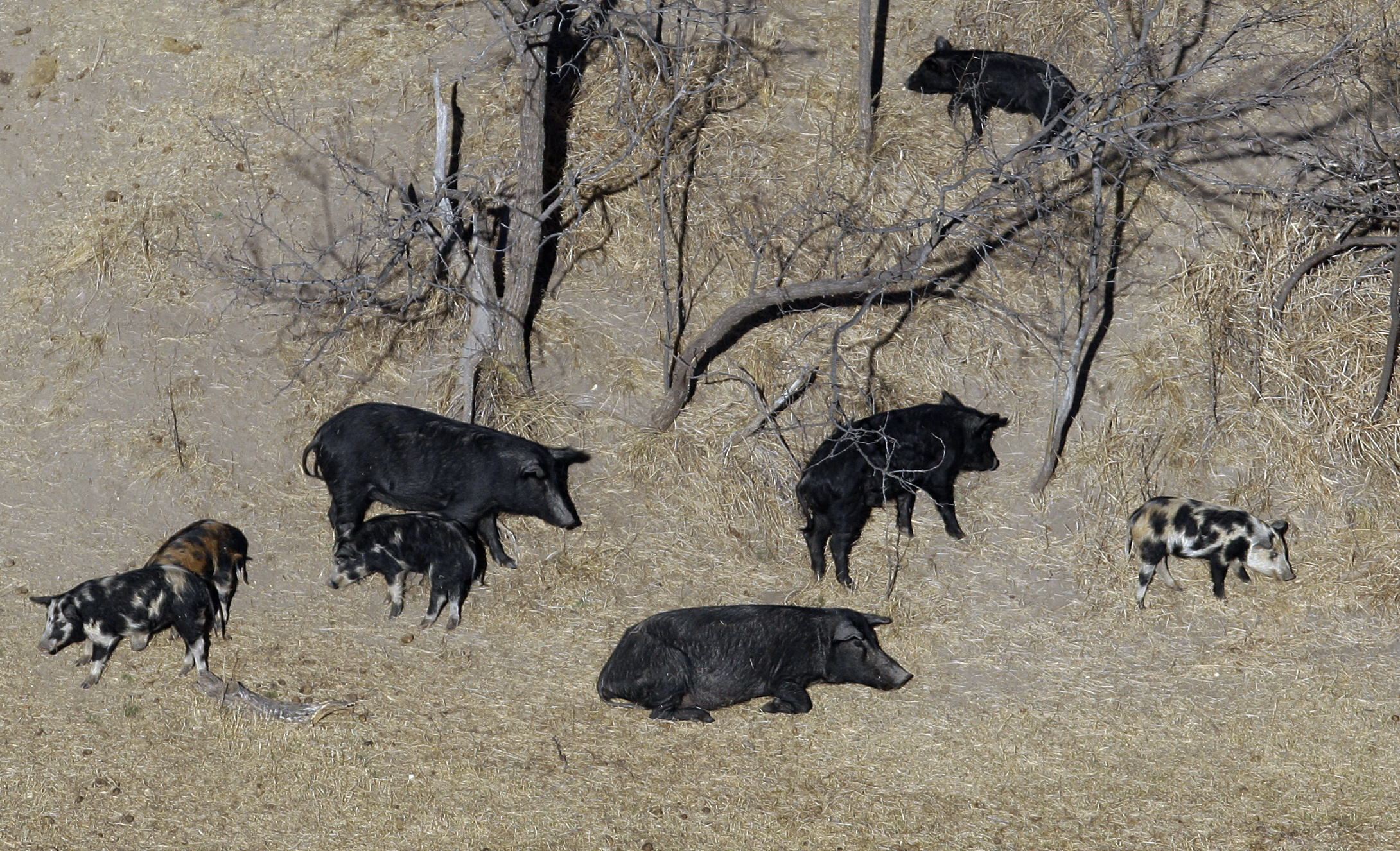 Feral pigs