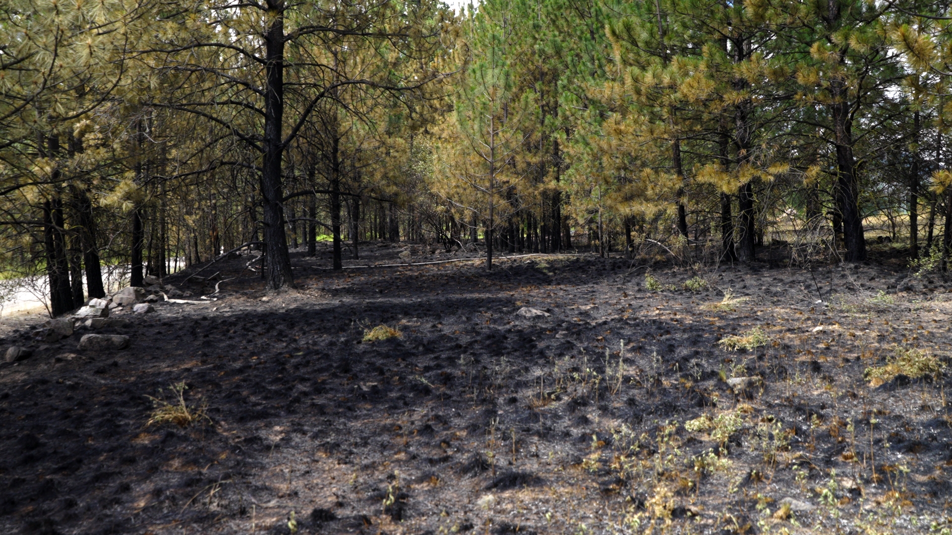 Crystal Springs Exit Burn Scar