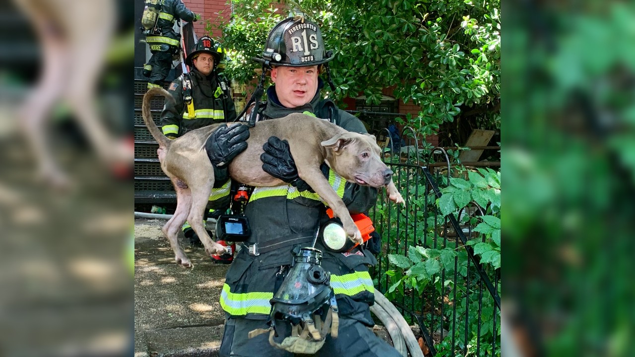 Firefighters rescue 6 dogs from burning Washington DC building