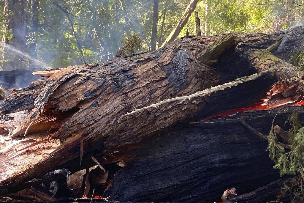 Old Redwood Tree Destroyed