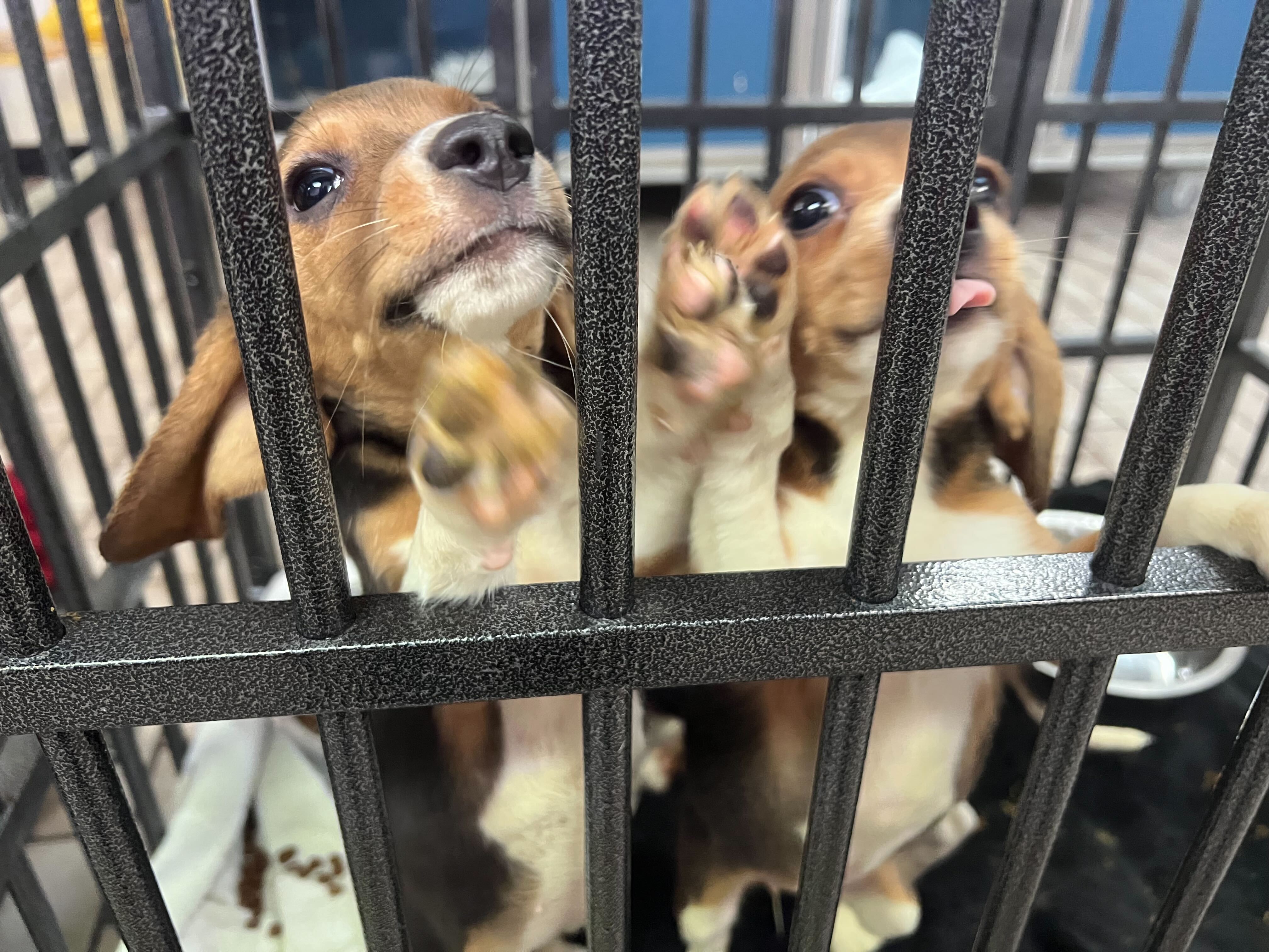 Rescued beagles from Virginia