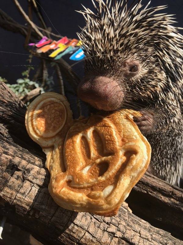 Wilbur porcupine dies Out of Africa Wildlife Park