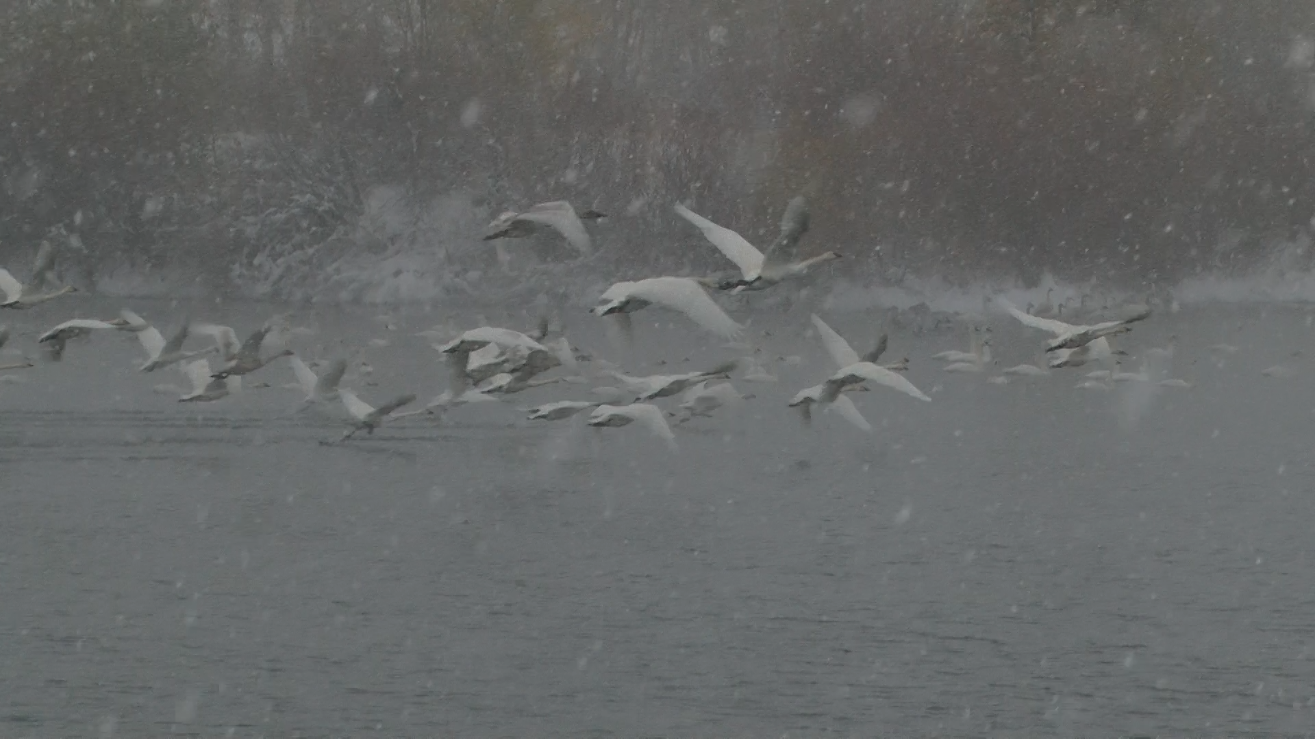 Trumpeter swans at Spring Meadow Lake