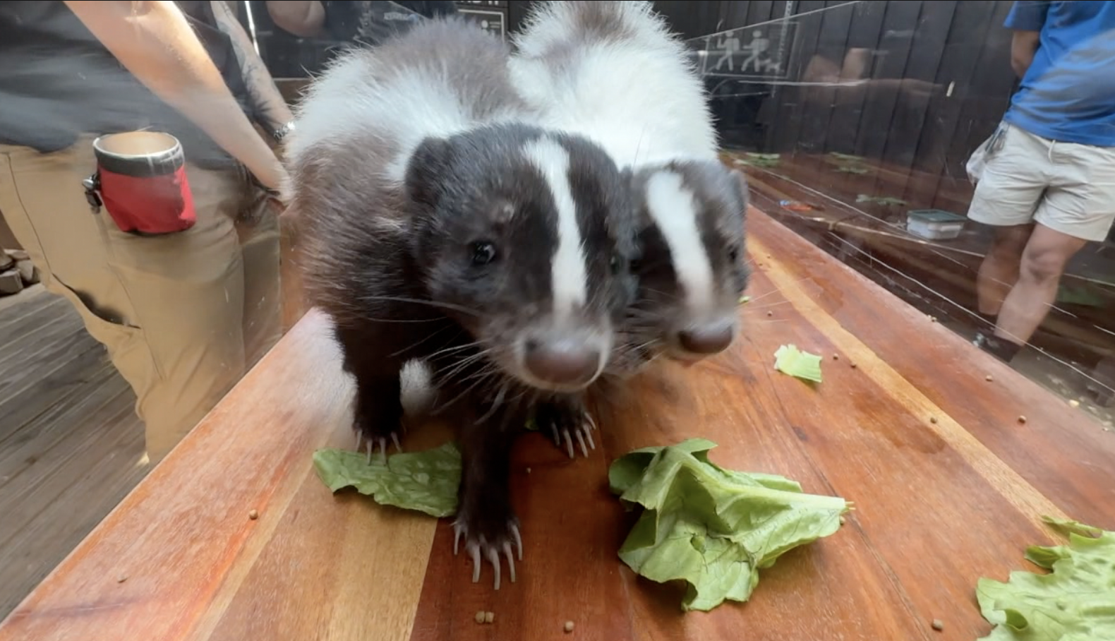 stinkers.png
