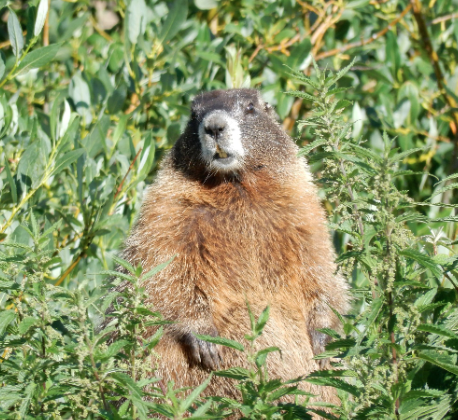 It's time to meet the furry contenders participating in Fat Marmot Week