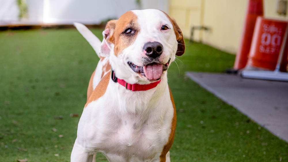 Turbo pet of the week