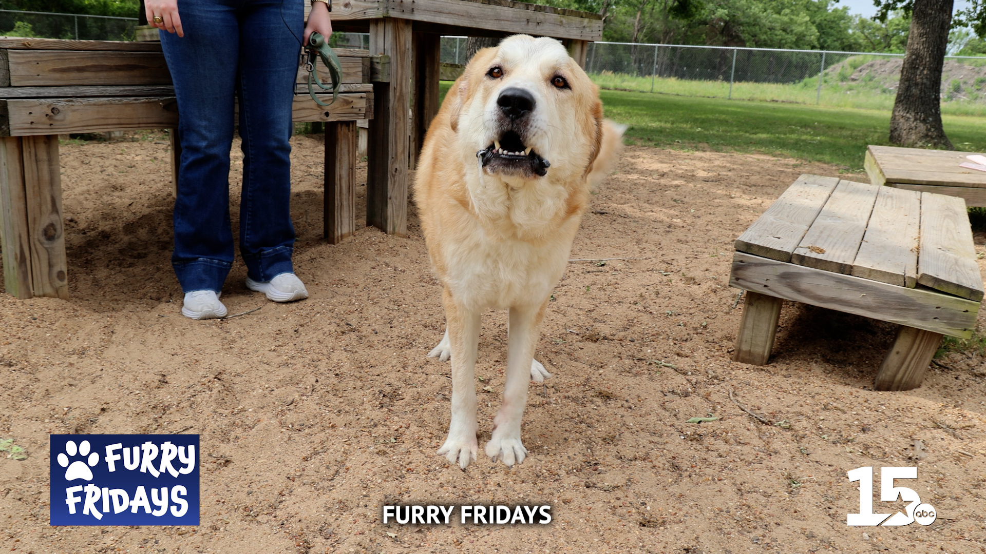 Furry Fridays Sawyer