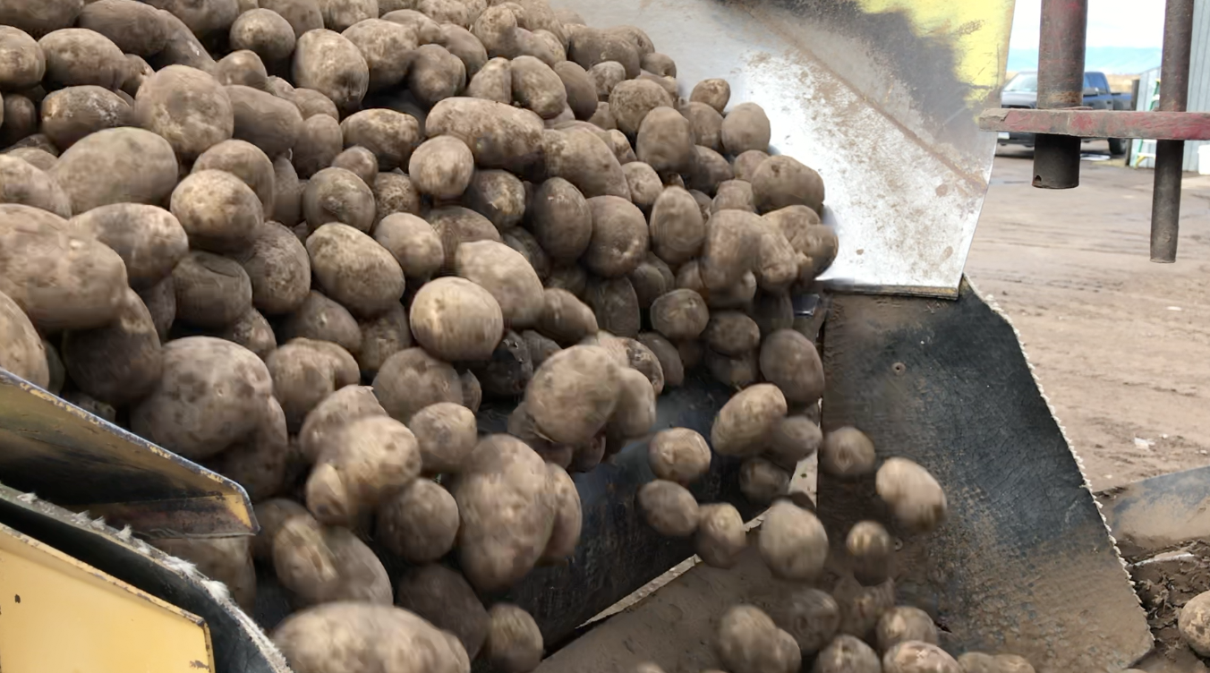Potato Farm