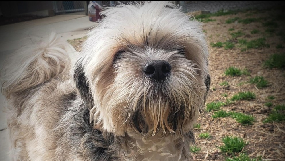 Stolen Shih Tzu.jpg