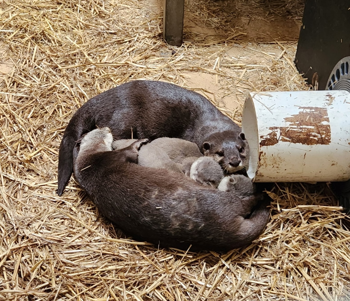 Asian otter pups