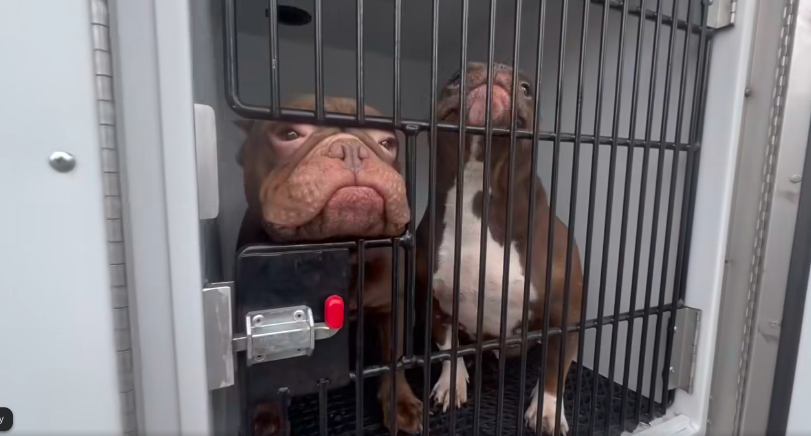 3 children, more than 30 pets rescued from 'deplorable conditions' in Commerce City home, police say CC News