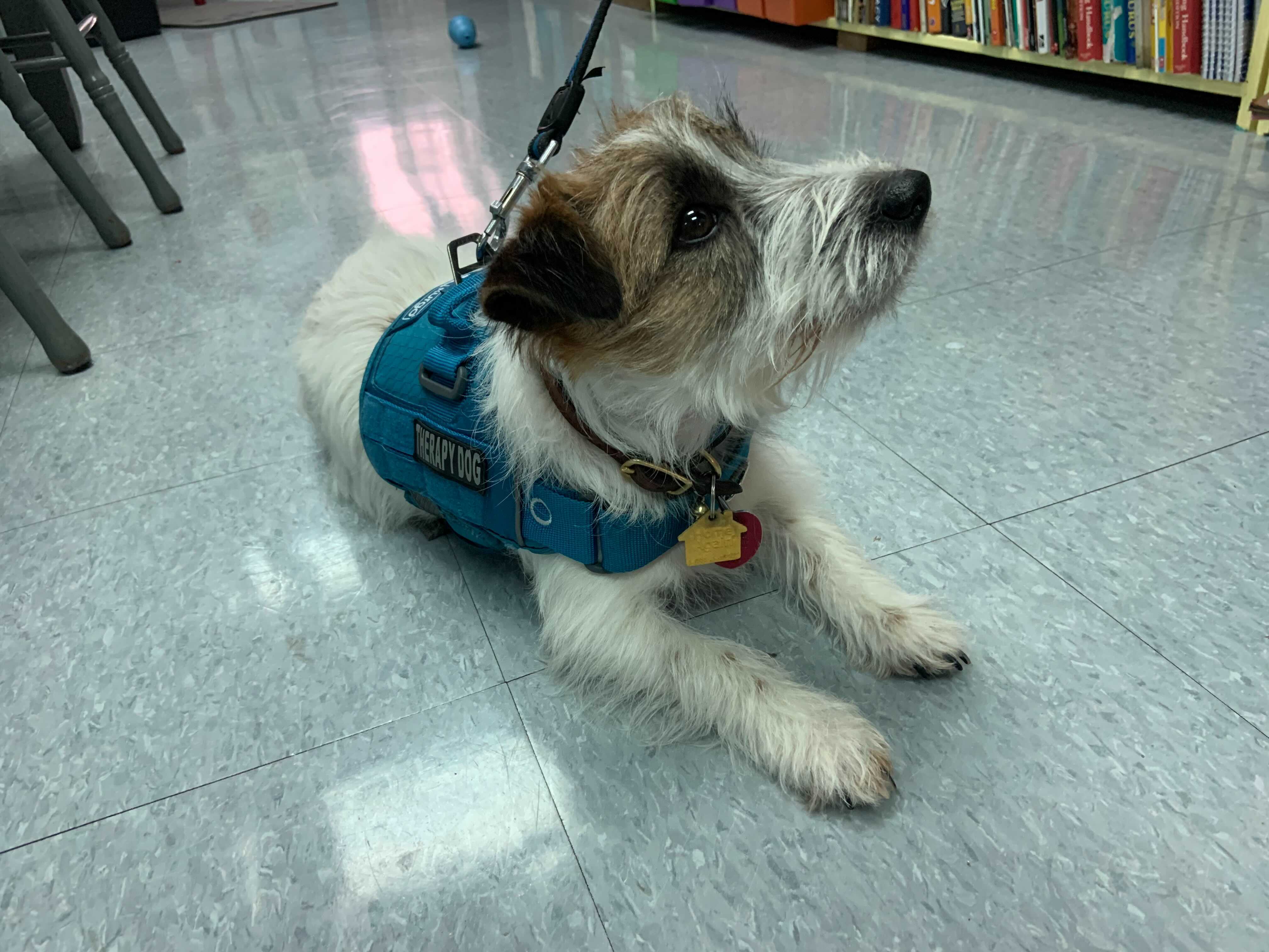 dog.jpg
