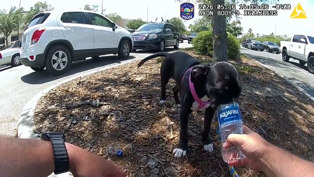 lady lake pd dog rescue hot car