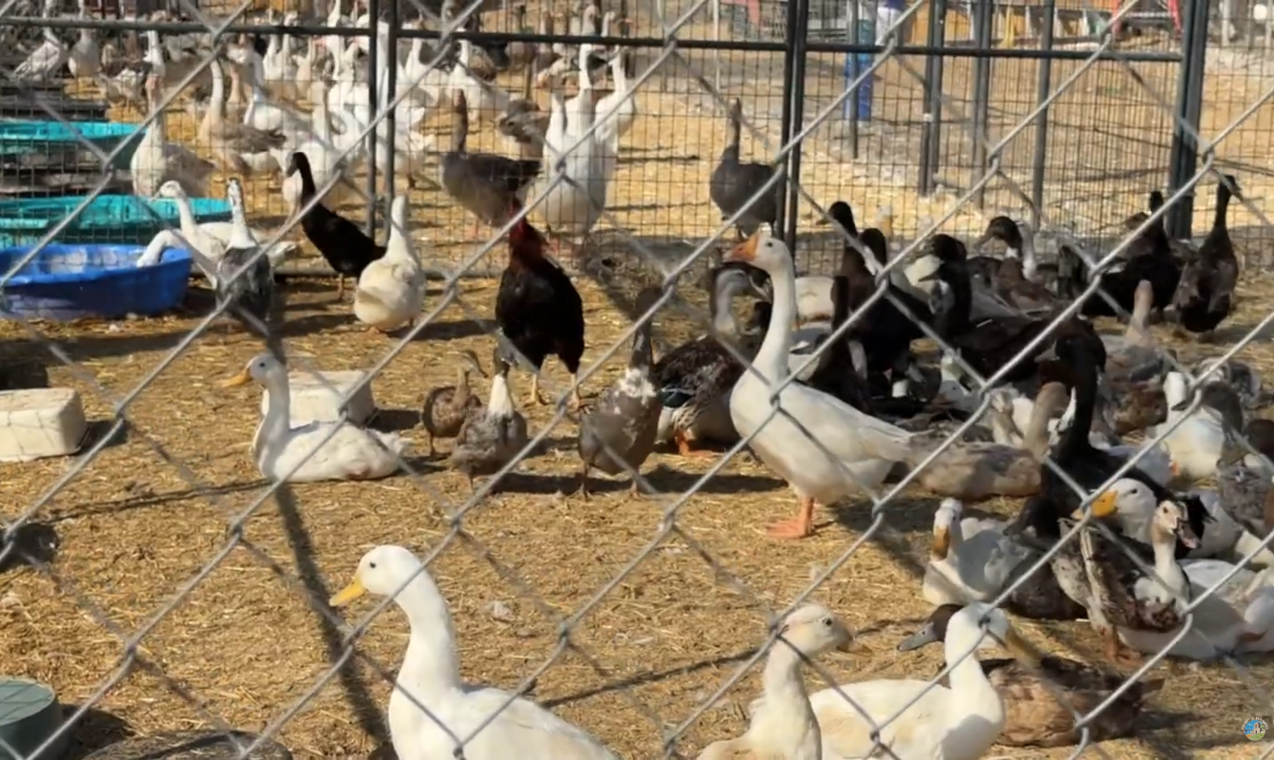 Valley Center Animal Rescue