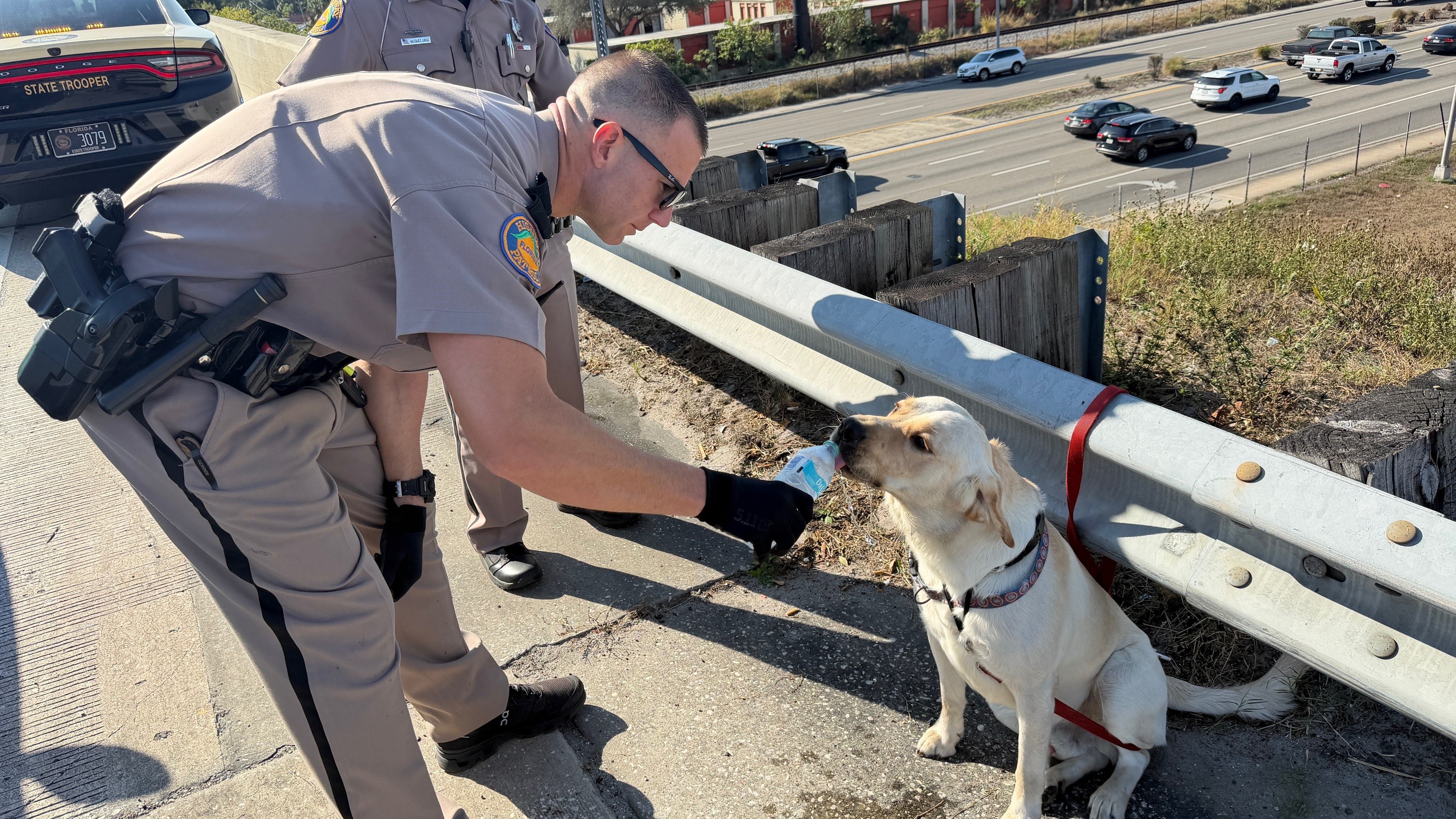 Dog on I-275 12-5-2025.jpg
