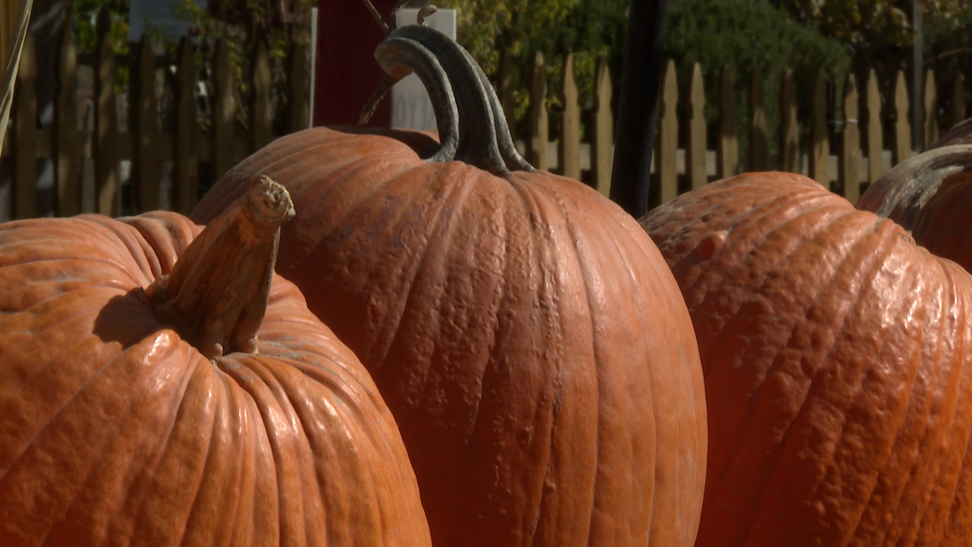 Pumpkins
