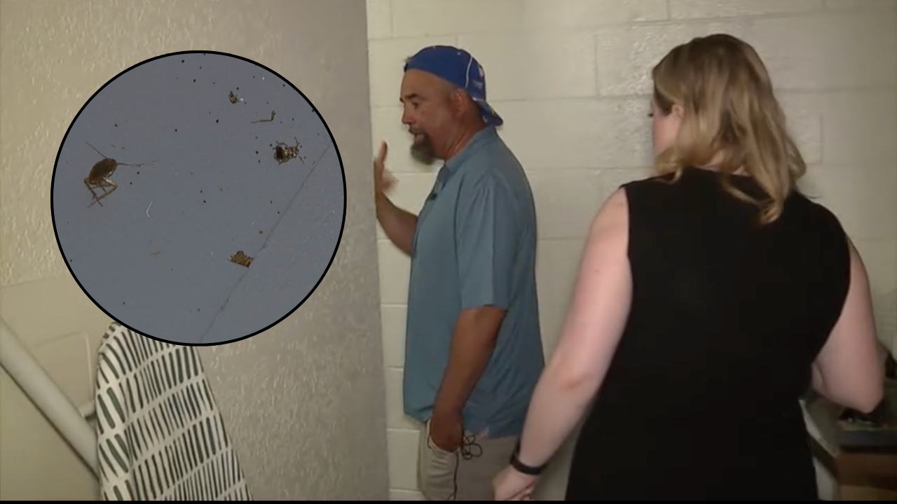 Roaches at Avenue 965