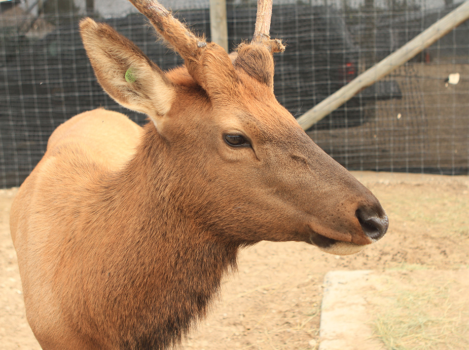 sweet_elk.jpg